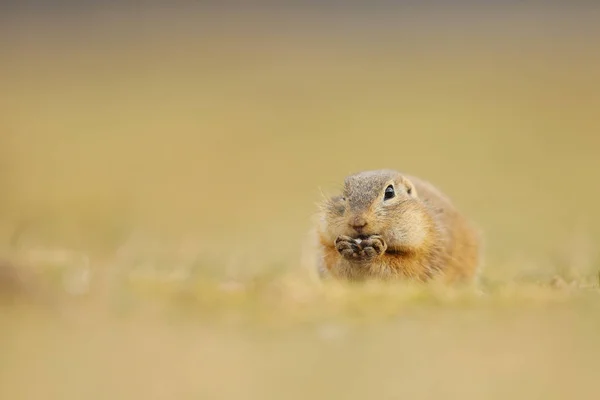 Europäisches Ziesel Spermophilus Citellus Fressen Sommer Auf Der Wiese Detail — Stockfoto