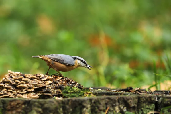 Hout Sitta Europaea Stronk Bos Met Zonnebloempitten Snavel — Stockfoto