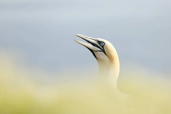 Північний Гвен Morus Bassanus Детальний Головний Портрет Морської Птиці Сидить — стокове фото