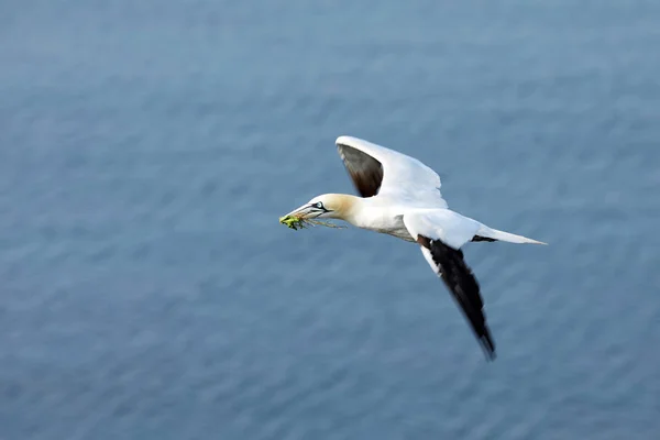 Północny Gannet Morus Bassanus Gatunek Ptaka Morskiego Rodziny Świniowatych Sulidae — Zdjęcie stockowe