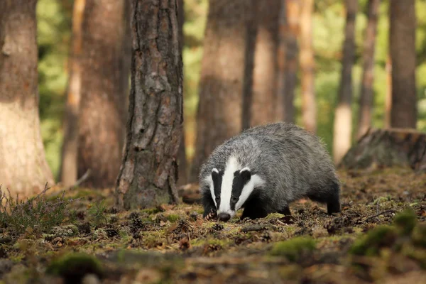 Meles Meles Animal Wood European Badger Sniffing Pine Forest — Stok Foto