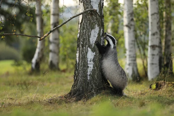 Badger Stay Tree Forest Animal Nature Habitat Germany Europe Wildlife — Stok Foto