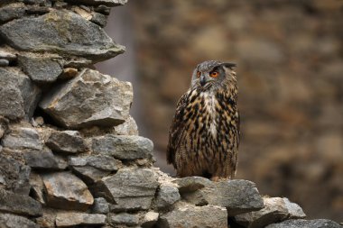 Büyük kahverengi kulaklı bir baykuş antik bir taş duvarda oturuyor. Bubo bubo, kapat. Avrasya kartal baykuşu