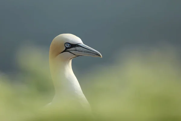 Northern gannet, detail portrait of sea bird sitting on the nest, with blue sea water in the background, Helgoland island, Germany.
