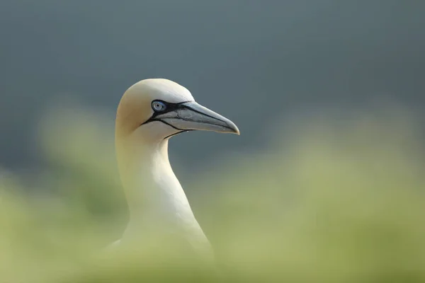 Północny Gannet Portret Ptaka Morskiego Siedzącego Gnieździe Błękitną Wodą Morską — Zdjęcie stockowe