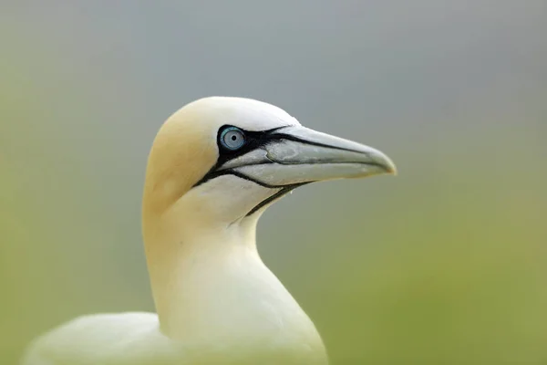 Gola Settentrionale Particolare Ritratto Uccello Marino Seduto Sul Nido Con — Foto Stock