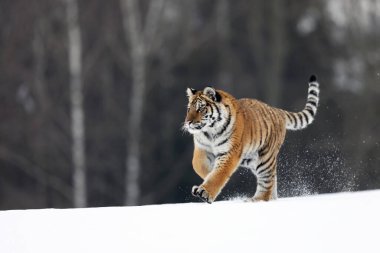 Sibirya kaplanı koş. Güzel, dinamik ve güçlü bir hayvan. Tipik kış ortamı. Tayga Rusya 'sı. Panthera tigris altaica