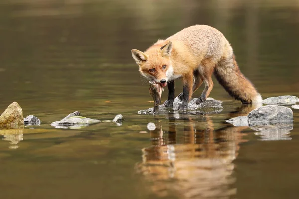 Zorro Rojo Comiendo Presas Peces Río Vulpes Vulpes —  Fotos de Stock