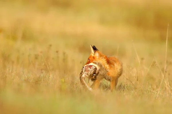 Red Fox Jacht Vulpes Vulpes Wildlife Scene Uit Tsjechië — Stockfoto