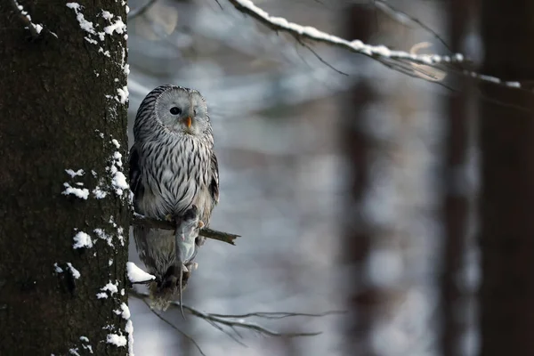 Yakaladığı Avıyla Ural Baykuşu Strix Uralensis — Stok fotoğraf