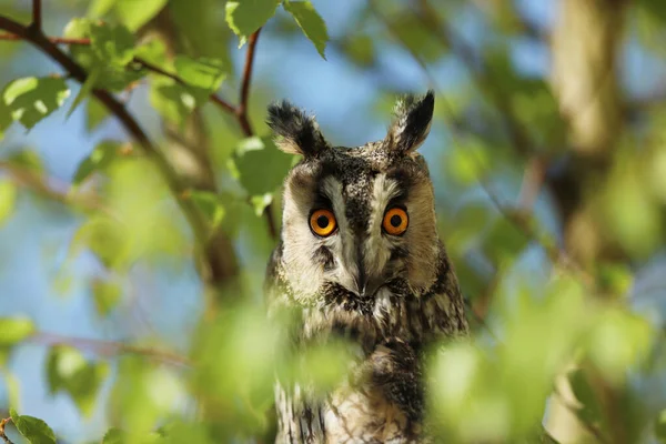 Ritratto Gufo Dalle Orecchie Lunghe Asio Otus Uccello Selvatico Betulla — Foto Stock