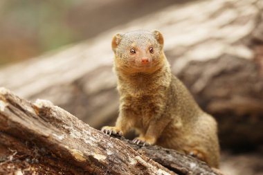 Sıradan cüce firavun faresi, Helogale parvula, ağaç gövdesinde oturuyor. Doğadaki firavun faresi. Afrika