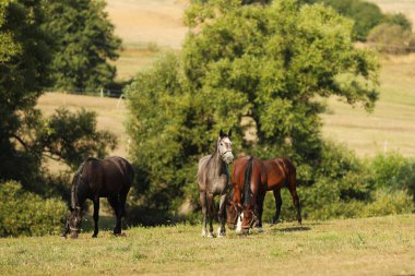 Yaz sabahı otlakta dört nala koşan atların kısrakları sürüsü.
