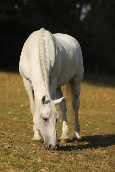 Lipizzan Lipizzaner Порода Лошадей Происходящая Липицы Словении Лошадь Лугу Конце — стоковое фото