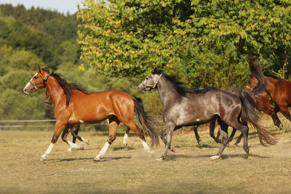 Αγέλη Των Φοράδων Του Αθλητισμού Άλογα Καλπάζουν Βοσκότοπους Κατά Διάρκεια — Φωτογραφία Αρχείου