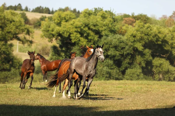 Nyári Reggel Legelőn Vágtató Sportlovak Kancái Mezőgazdasági Parasztház — Stock Fotó