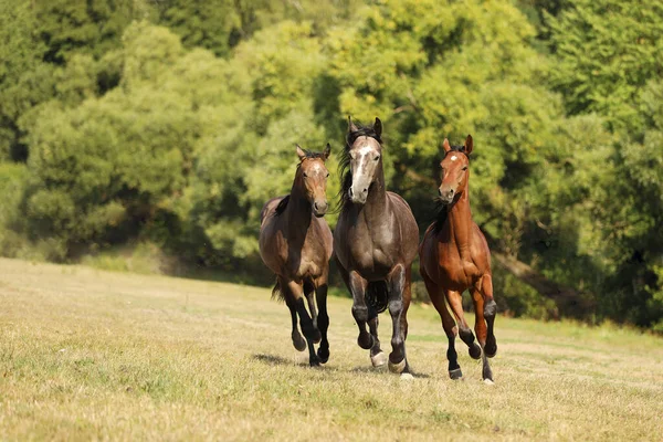 Tre Giovani Cavalli Galoppano Pascolo Nella Soleggiata Giornata Estiva Stalloni — Foto Stock