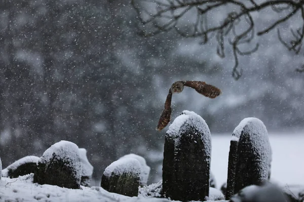 Tawny Owl Flying Old Cemetery Winter Strix Aluco Czech Republic — Stock Photo, Image