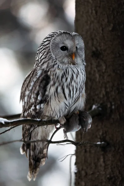 乌拉尔猫头鹰 Strix Uralensis 与猎物坐在树枝上 — 图库照片