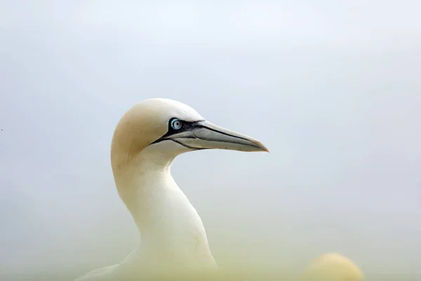 Alcatraz Del Norte Retrato Cabeza Detalle Pájaro Marino Sentado Nido —  Fotos de Stock