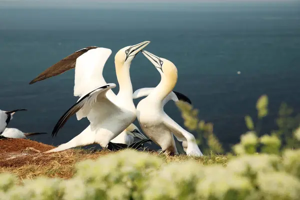Gannets Wykonują Taniec Gannet Kiedy Ich Kolega Wraca Morza Morus — Zdjęcie stockowe