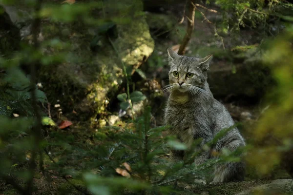 Vahşi Kedi, Felis Silvestris, Doğa Ağacı Ormanı 'ndaki hayvan, Orta Avrupa' daki ağaç gövdesinde saklı.