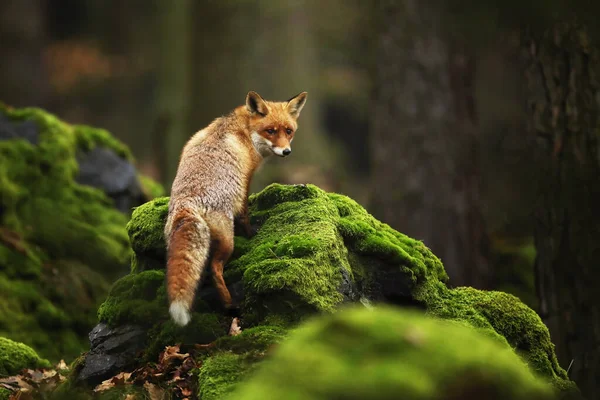 Zorro Rojo Vulpes Vulpes Bosque Primavera Hermoso Animal Hábitat Natural —  Fotos de Stock