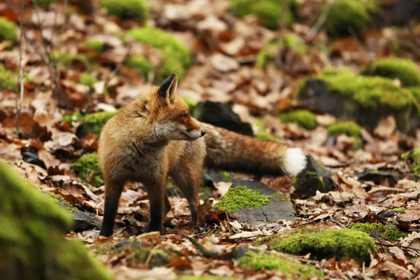 Red Fox Het Herfst Ossy Bos Vulpes Vulpes Wildlife Scene — Stockfoto