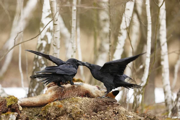 Gemeine Raben Kämpfen Frühjahr Gemeinsam Birkenwald Fuchsjagd Tschechische Republik Mittelböhmen — Stockfoto