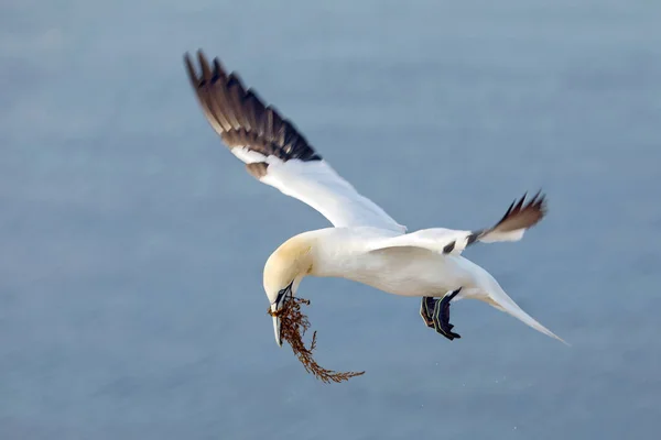Kuzey Sümsük Kuşu Morus Bassanus Deniz Kuşu Almanya Nın Helgoland — Stok fotoğraf