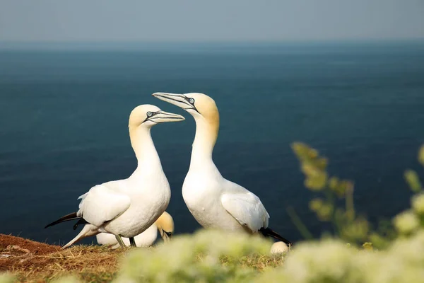 Almanya Nın Helgoland Adasındaki Üreme Kolonisinde Dans Eden Iki Kuzey — Stok fotoğraf