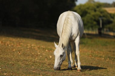 The Lipizzan, or Lipizzaner is a breed of horse originating in Lipica in Slovenia. Mare on meadow in late summer day. clipart