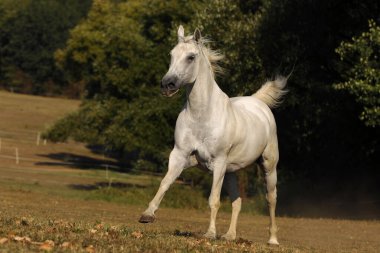 Otlaktaki fareler. Yaz öğleden sonra dörtnala koşan peltek at.