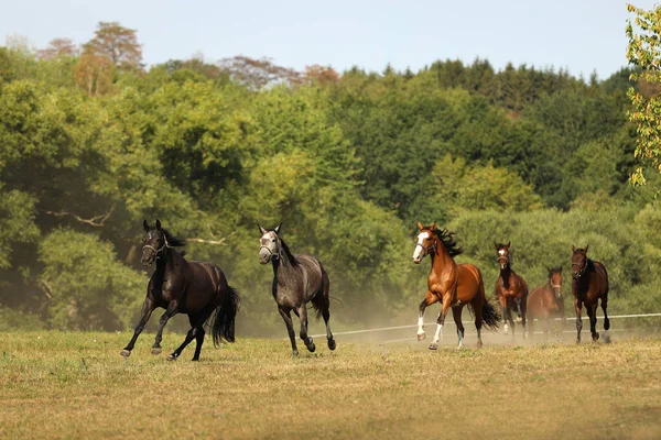 Rebanho Éguas Cavalos Esporte Galopando Pasto Durante Manhã Verão — Fotografia de Stock