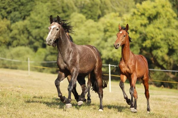 Three Young Stallions Galloping Pasture Sunny Summer Day Breed Sport — Stock Photo, Image