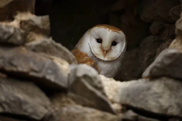Barn Owl Tyto Alba 浅色胶状Barn Owl Looking Out Hole Wall — 图库照片