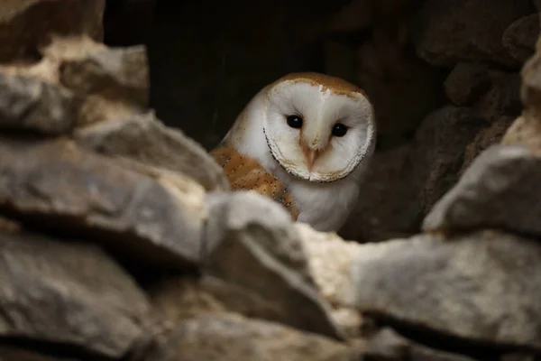 Coruja Celeiro Tyto Alba Coruja Celeiro Cor Clara Olhando Para — Fotografia de Stock