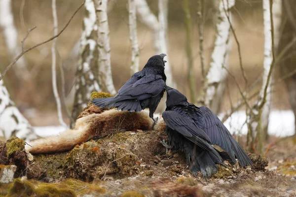 Pair Ravens Fighting Fox Prey Birch Trees Spring Corvus Corax — Stock Photo, Image