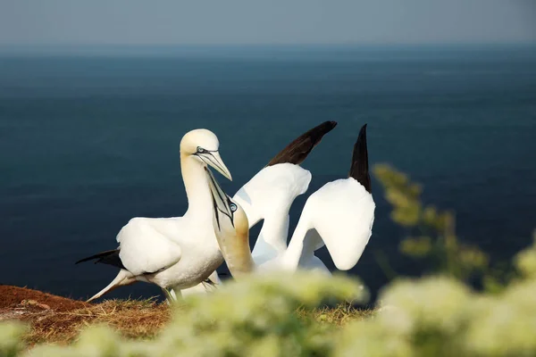 Gannets Wykonują Taniec Gannet Kiedy Ich Kolega Wraca Morza Morus — Zdjęcie stockowe