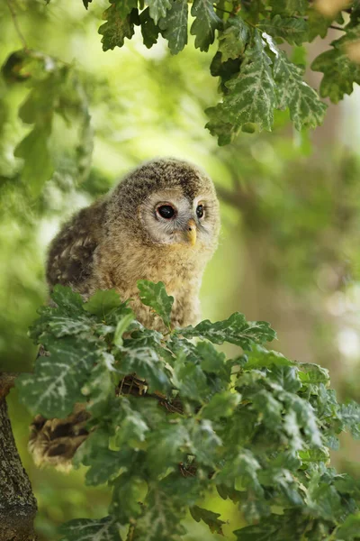 Fiatal Tawny Bagoly Strix Aluco Sin Branch Leaves Cseh Köztársaság — Stock Fotó