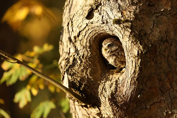 森の中の巣の木の穴に小さなフクロウ アテネのノクトゥア 中央ヨーロッパ ドイツの自然生息地における鳥の肖像画 オークの森からの野生動物 — ストック写真