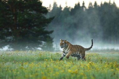 Sibirya kaplanı güzel bir yaşam alanında. Panthera tigris altaica. Amur kaplanı çimenlerde koşuyor. Tehlikeli hayvanlarla çiçekli çayır. Rusya 'da vahşi yaşam. 