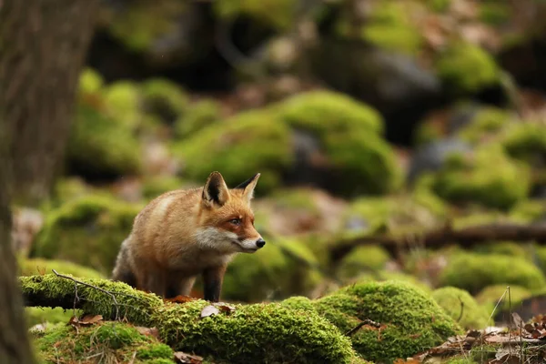 Red Fox Forest Vulpes Vulpes Wildlife Scene Czech Republic 서식지에 — 스톡 사진