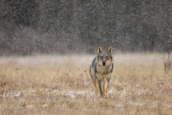 Vlk Finska Šedý Vlk Canis Lupus Začátku Zimy Louce Poblíž — Stock fotografie