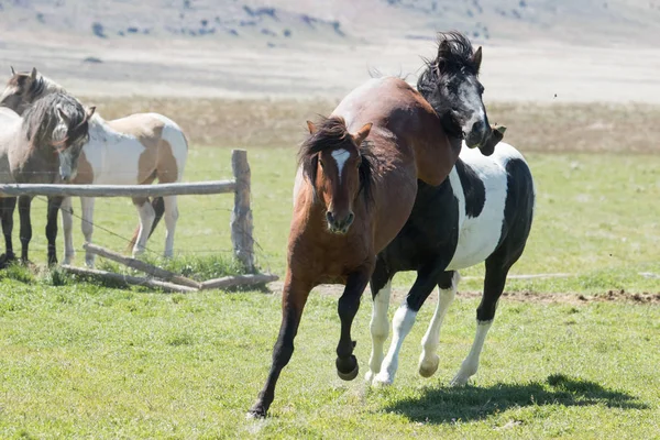 Wild mustang horses running in the desert