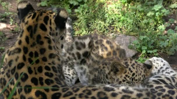 Amur Leopard cub feeding on milk from its mother as the mother cautiously looks around. — Stock Footage Amur Leopard cub feeding on milk from its mother as the mother cautiously looks around. Video Clip