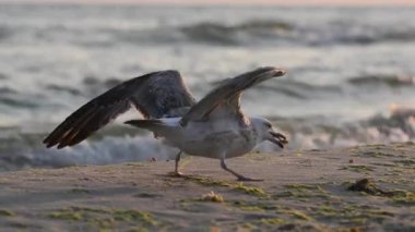 Martı'nın kıyısında besleme