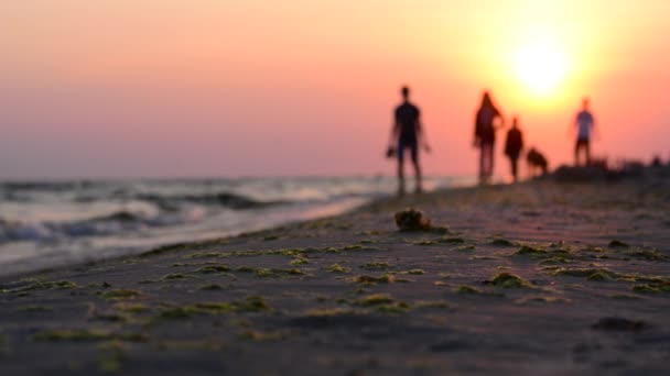 Zwei Personen, die bei Sonnenuntergang mit Hund an der Küste spazieren gehen — Stockvideo
