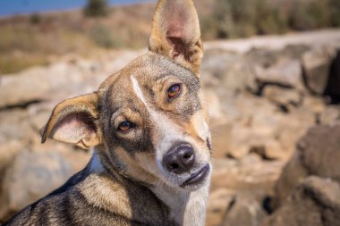 Köpek meraklı bir görünümünü