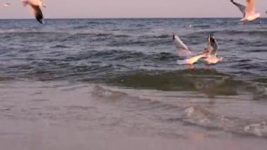 Martı'nın kıyısında besleme